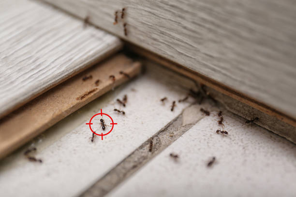 Best Mosquito Control Services  in Sappington, MO
